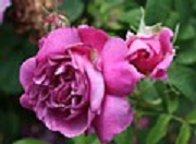 Rose Nouveau Intelligible  Foto Groenloof