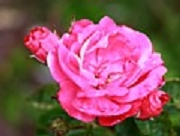 Rose Nouvelle France Foto Groenloof