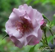 Rose Odyssey Foto Myroses