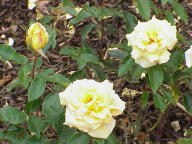 Rose Olga Tschechowa Foto Wikipedia