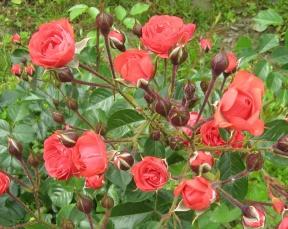 Rose Orange Triumph Foto Brandt