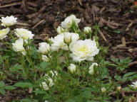 Rose Pandora Foto Wikipedia