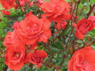 Rose Paprika (Meilland) Foto Brandt