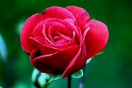 Rose Paprika Foto Rösch