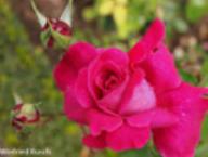 Rose Parfum d`Armor Foto Rusch