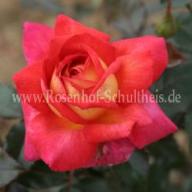 Rose Parfum de Grasse Foto Schultheis