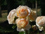 Rose Parfum de Mireille Foto Myroses