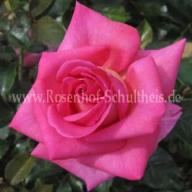 Rose Parfum Royal Climbing Foto Schultheis