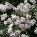 Rose Paul`s Himalayan Musk Foto Brandt