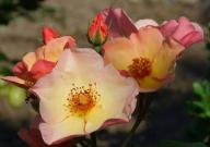 Rose Peach Nature Foto Myroses