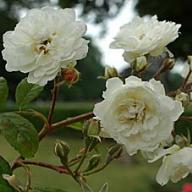 Rose Perle de Neige Foto Vierländer Rosenhof