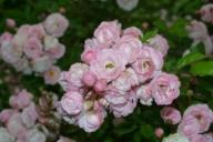 Rose Perle vom Wienerwald Foto Praskac