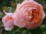 Rose Peter Paul Rubens Foto Myroses