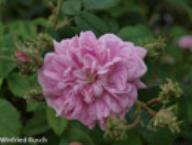 Rose Petite Lisette Foto Rusch