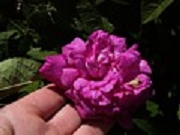 Rose Orleannaise Foto Groenloof