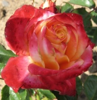 Rose Pillnitzer Kobold Foto Brandt