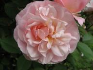 Rose Pink Gruss an Aachen Foto Brandt