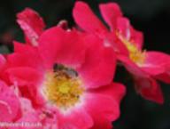 Rose Pink Hedge Foto Rusch