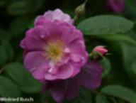 Rose Pink Robin Foto Rusch