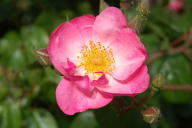 Rose Pink Star Foto Wikipedia