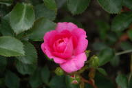 Rose Pink Traumland Foto Wikipedia