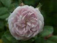 Rose Pompon Blanc Parfait Foto Rusch