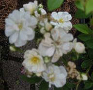 Rose Popcorn Foto Brandt