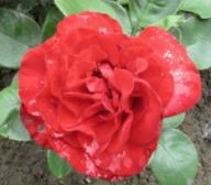 Rose black baccara