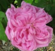 Rose Prince Charles d`Aremberg Foto Brandt