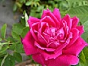 Rose Prince de Porcia Foto Groenloof