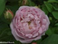 Rose Prolifera de Redoute Foto Rusch