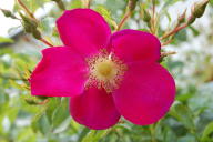 Rose Purple Haze Foto Wikipedia