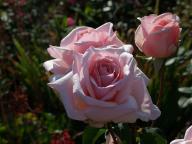 Rose Queen Marie Foto myroses