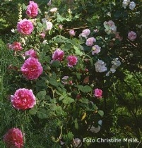 Rose Agatha-Incarnata Foto Christine Meile