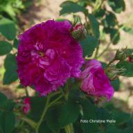 Rose Aglaia (Gallica) Foto Meile