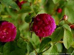 Rose Aimable Rouge Foto Christine Meile