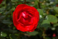 Albert Georg Pluta Rose Foto Wikipedia