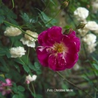 Rose Alexandre Girault Foto Meile