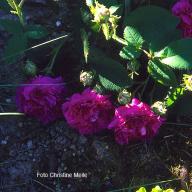 Rose Alexandre Laquement Foto Meile