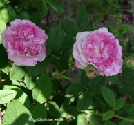 Rose Ambroise Pare Foto Christine Meile