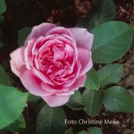 Rose Andre Leroy d`Angers Foto Meile
