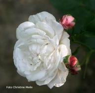 Rose Annie Vibert Foto Meile