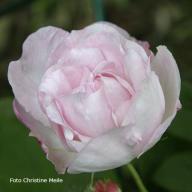 Rose Antonia D`Ormois Foto Meile