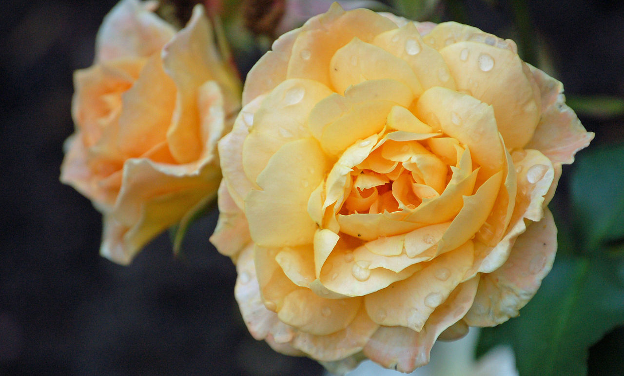 Rose Apricot Meilove Foto Wikipedia