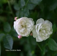 Rose Astra Desmond Foto Meile