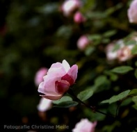 Rose Ayrshire Queen Foto Christine Meile