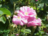 Moosrose A Longs Pedoncules Foto Wikipdia