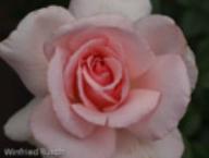 Rose A Whiter Shade of Pale Foto Rusch