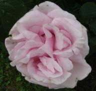 Rose Abbaye de Valsaintes Foto Brandt