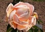 Rose Abbaye de Cluny Foto Groenloof